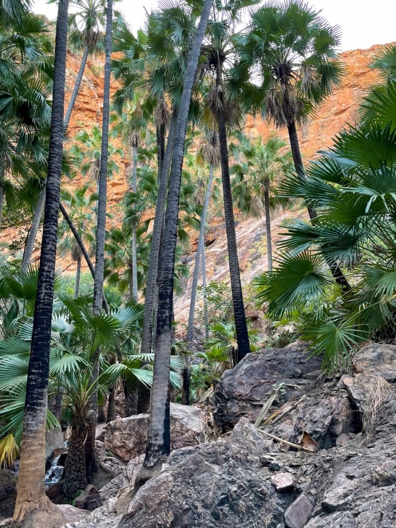 Zebedee Springs