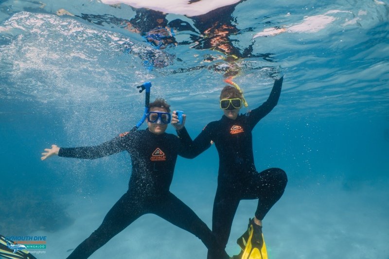 Whale shark tour