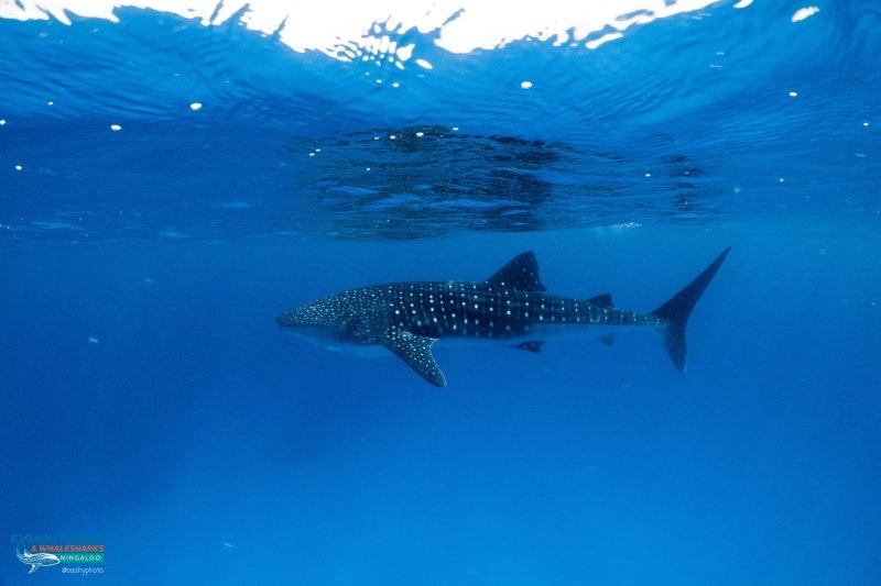 Whale shark tour