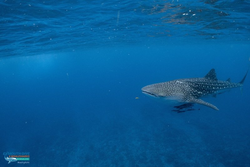 Whale shark tour