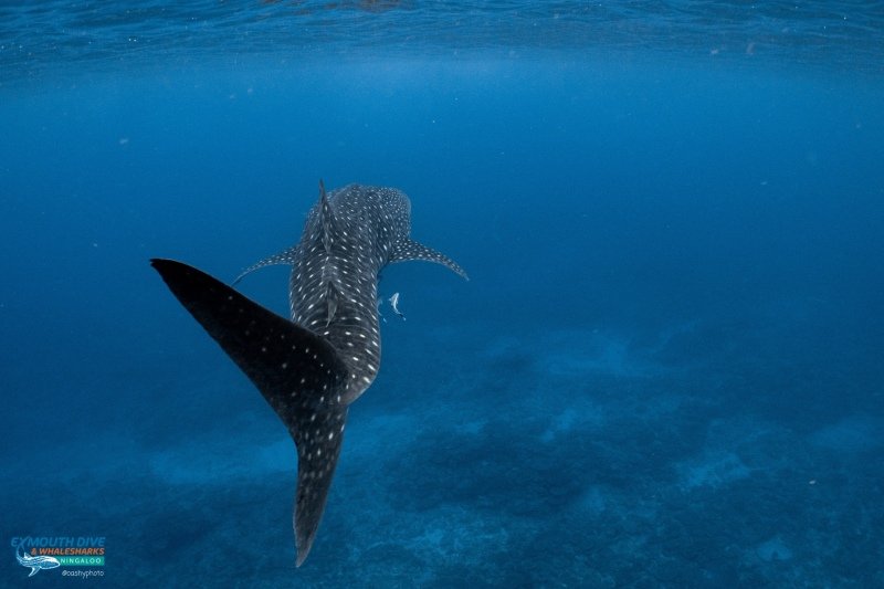 Whale shark tour
