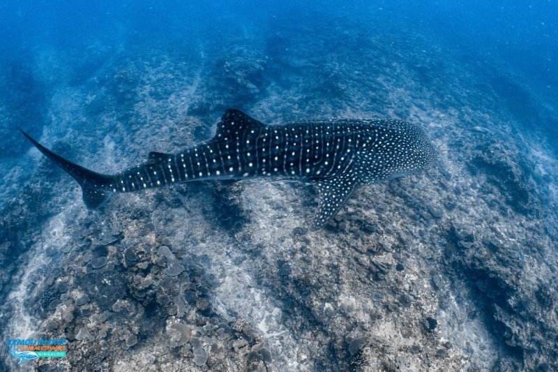 Whale shark tour