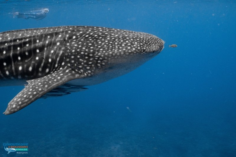Whale shark tour