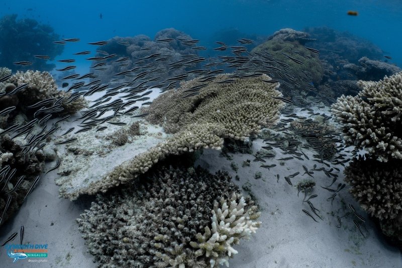 Whale shark tour