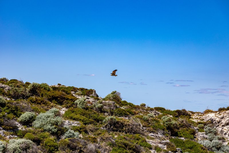 Rottnest Island