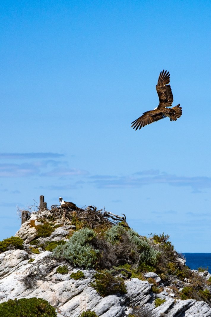 Rottnest Island