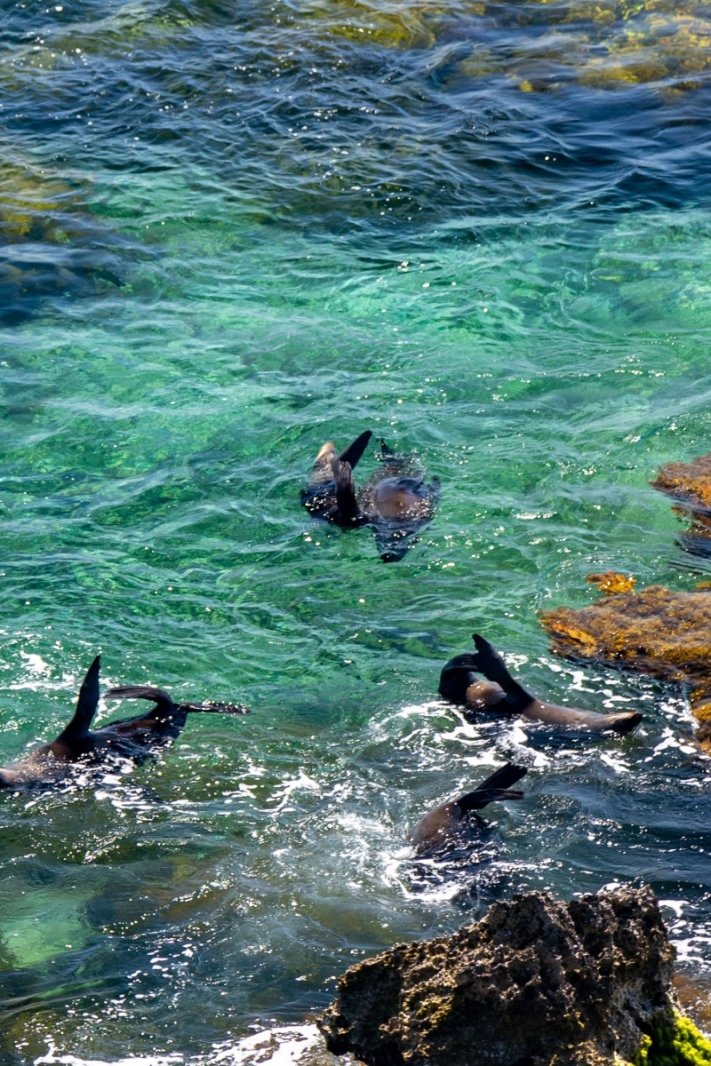 Sea lions at Rottnest Island
