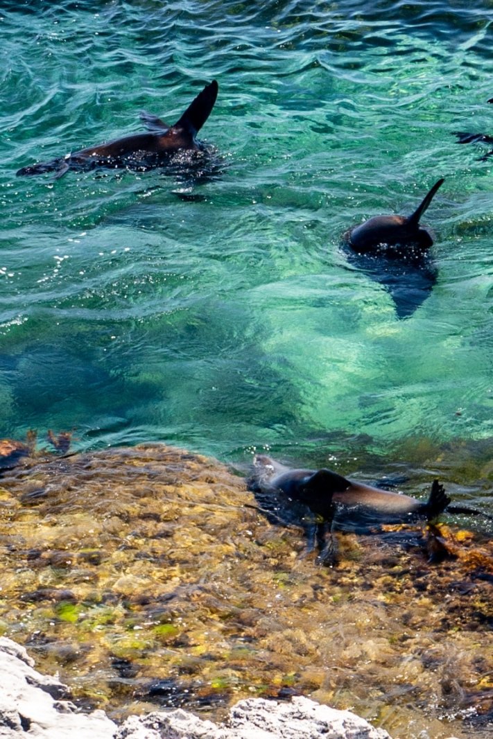 Sea lions at Rottnest Island