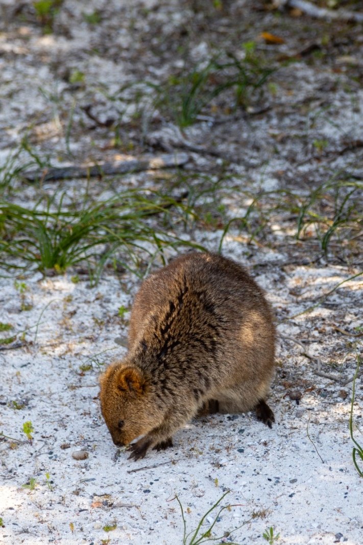Quokka at Rottnest Island