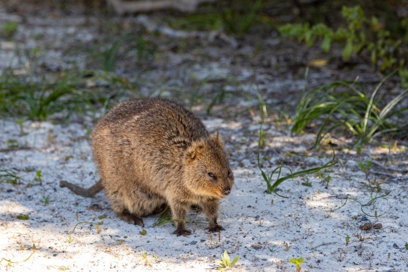 Quokka at Rottnest Island