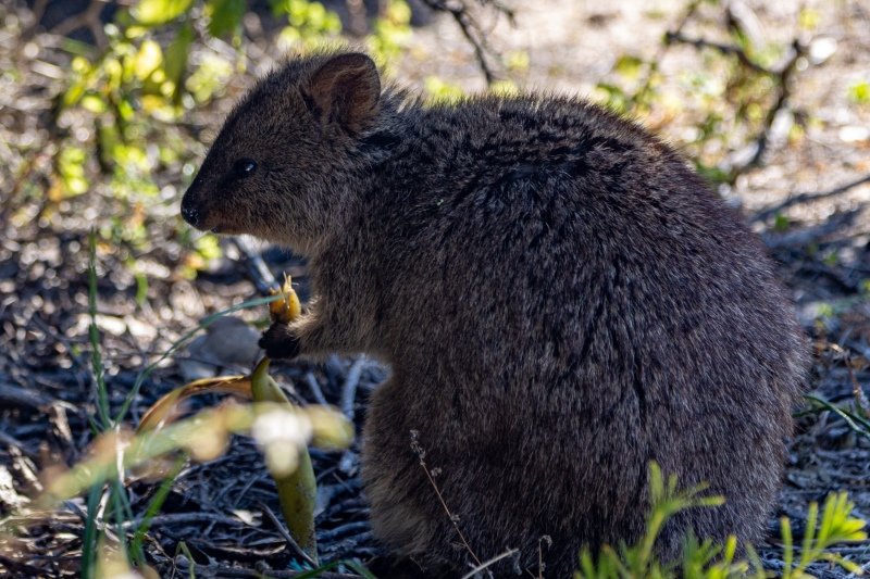 Quokka at Rottnest Island