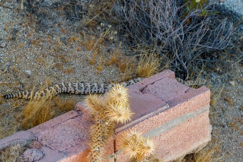 Southwestern Speckled Rattlesnake