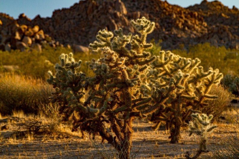 Chollo Cactus