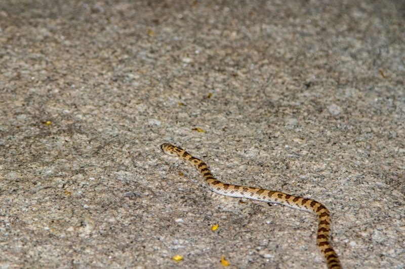 Dangers of night photography!