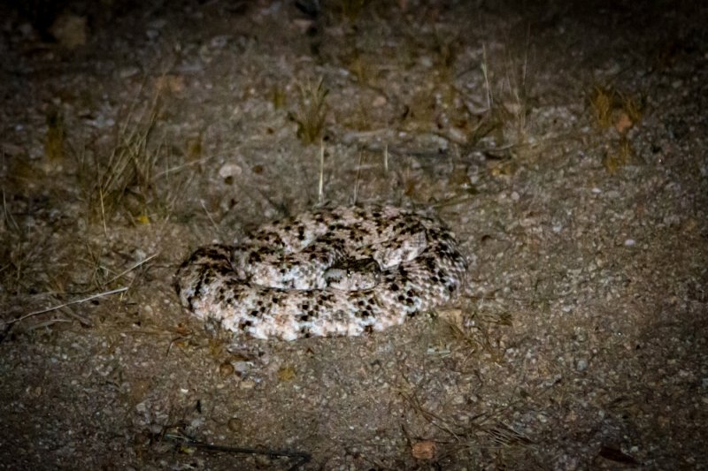 Dangers of night photography!