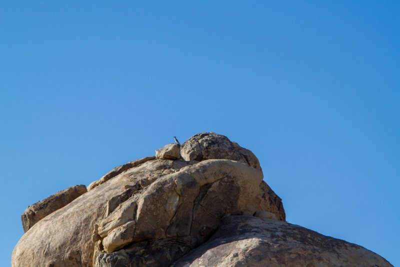 A roadrunner!