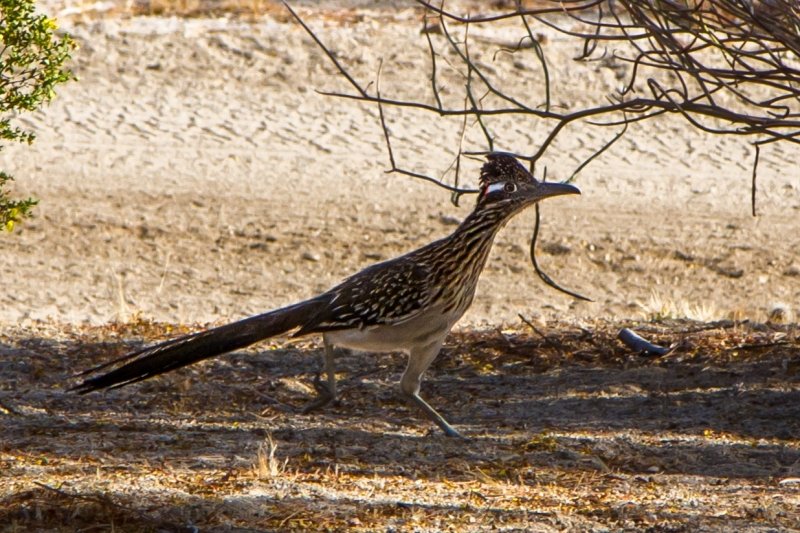 A roadrunner!