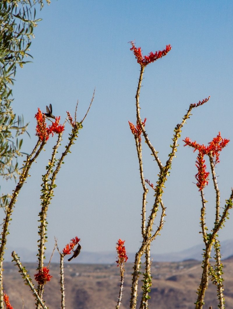 Hummingbird