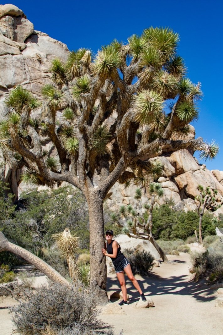 Classic Joshua Tree scenes