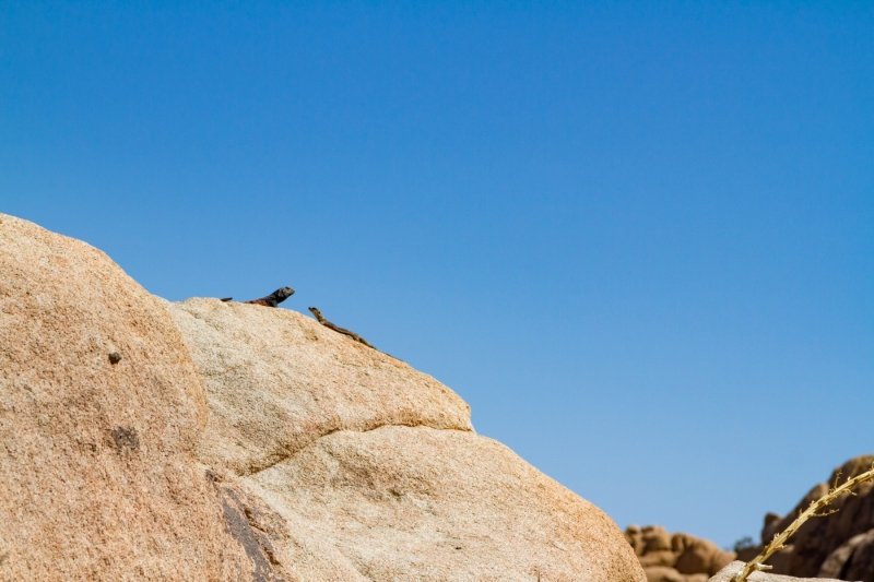 Lizards in the sun