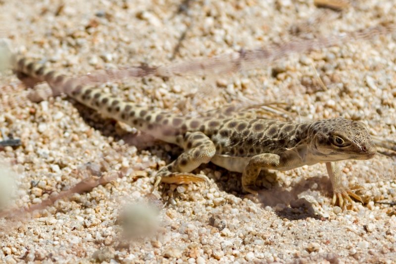 Lizards in the sun
