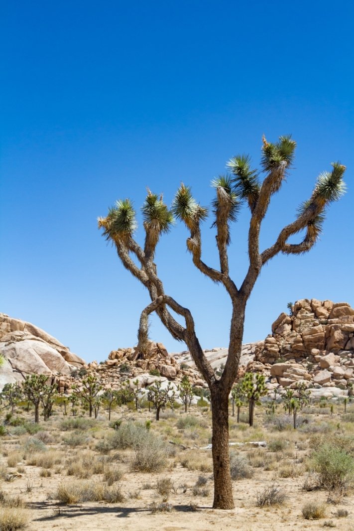 Classic Joshua Tree scenes