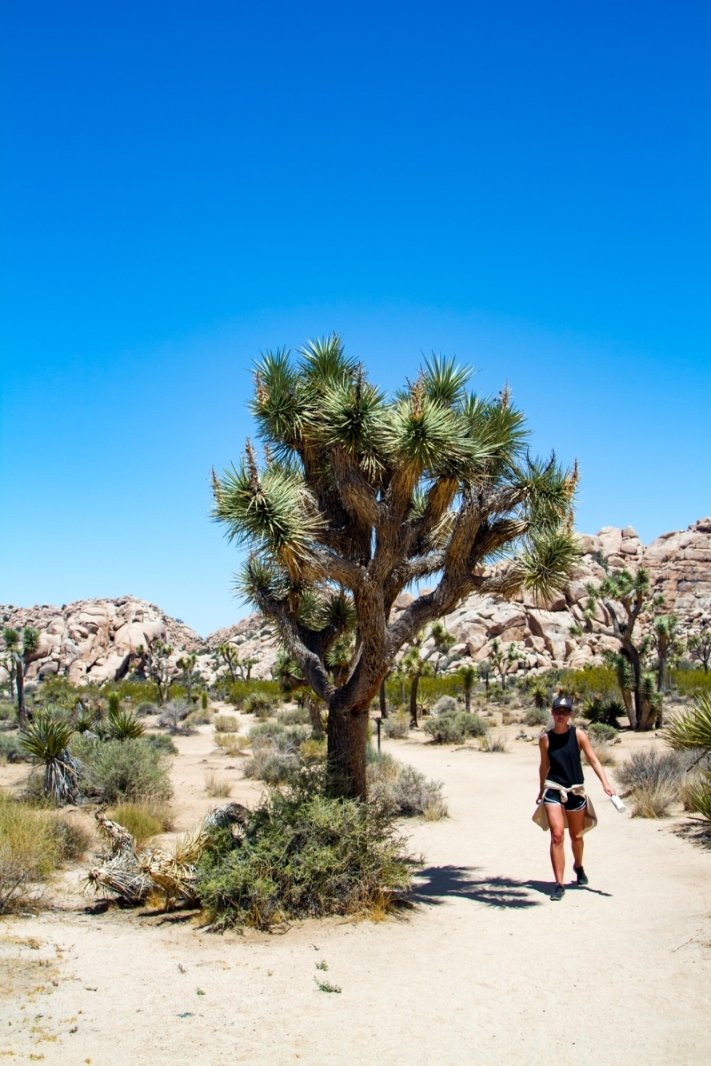 Classic Joshua Tree scenes