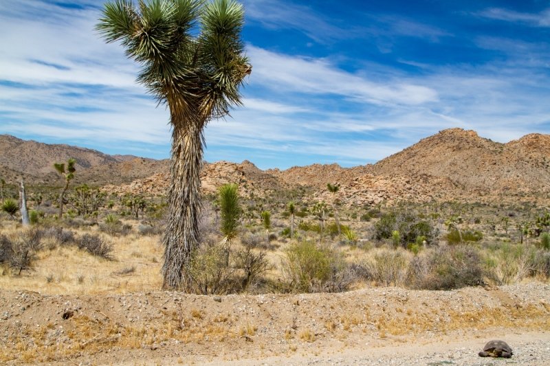 Massive dinosaur vibes