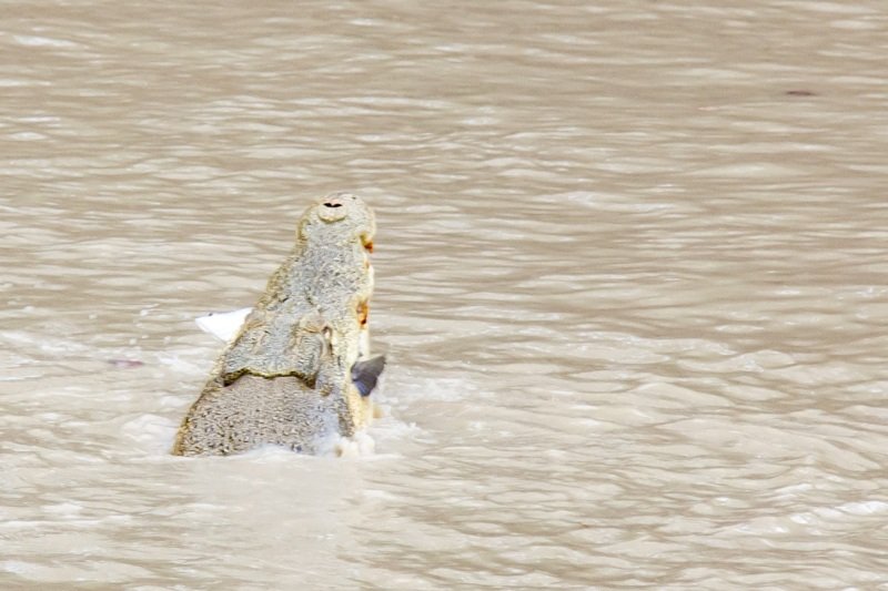 Cahills Crossings, crocodile catching fish