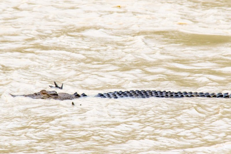 Cahills Crossings, crocodile with arms out