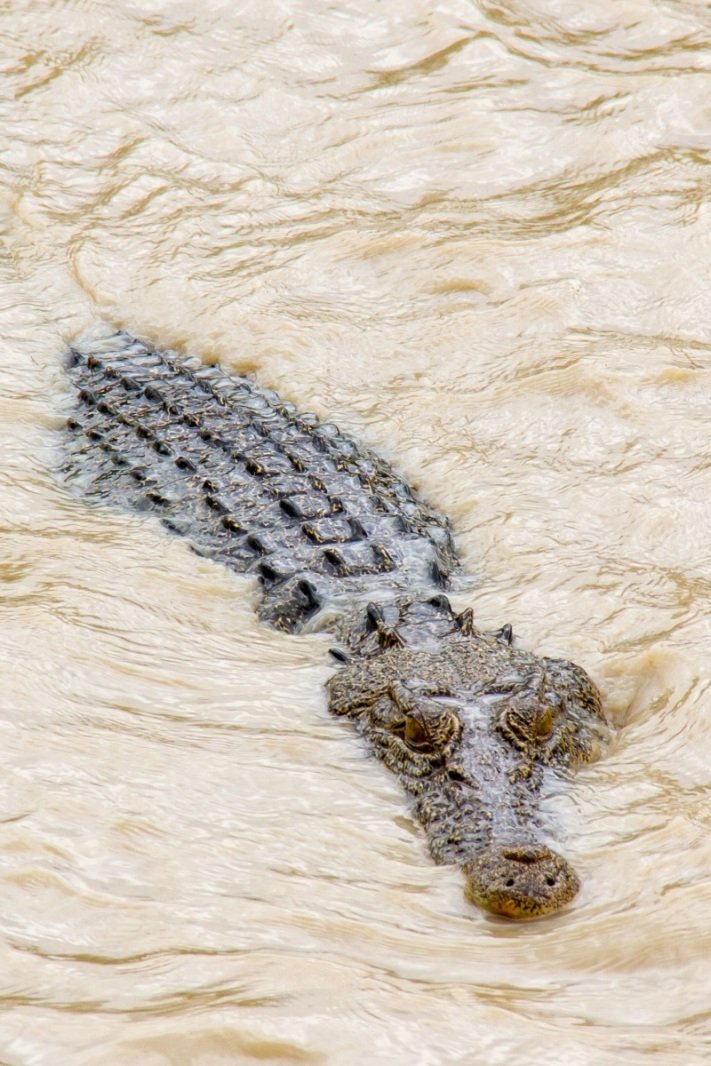 Cahills Crossings, crocodile