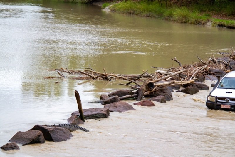 Cahills Crossings, crocodile