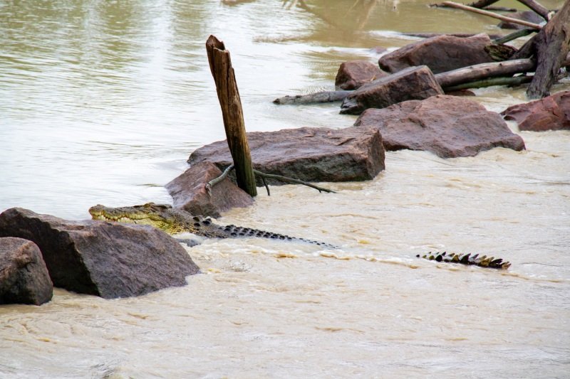 Cahills Crossings, crocodile