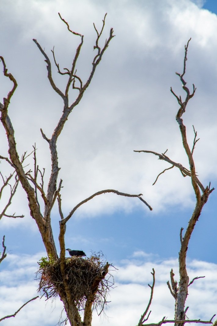 East Alligator River