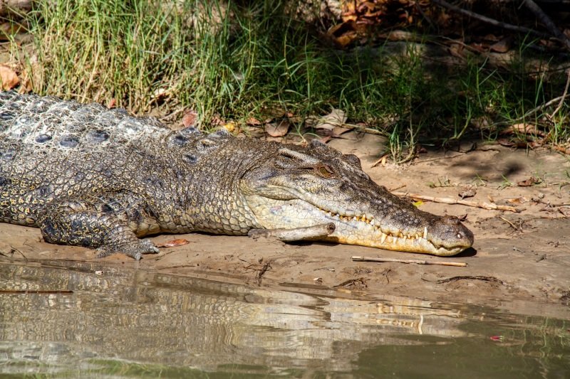 East Alligator River, don't smile!