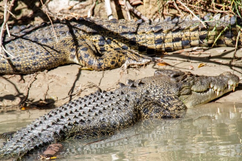 East Alligator River, crocodile!