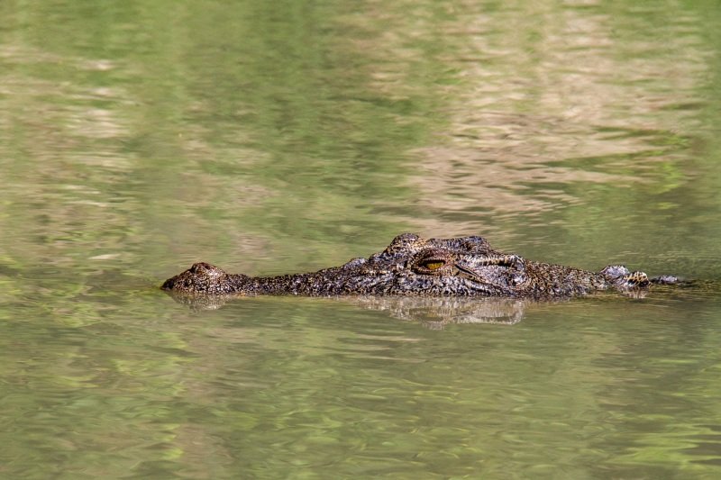 East Alligator River, crocodile!