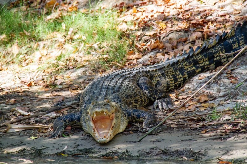 East Alligator River, crocodile!