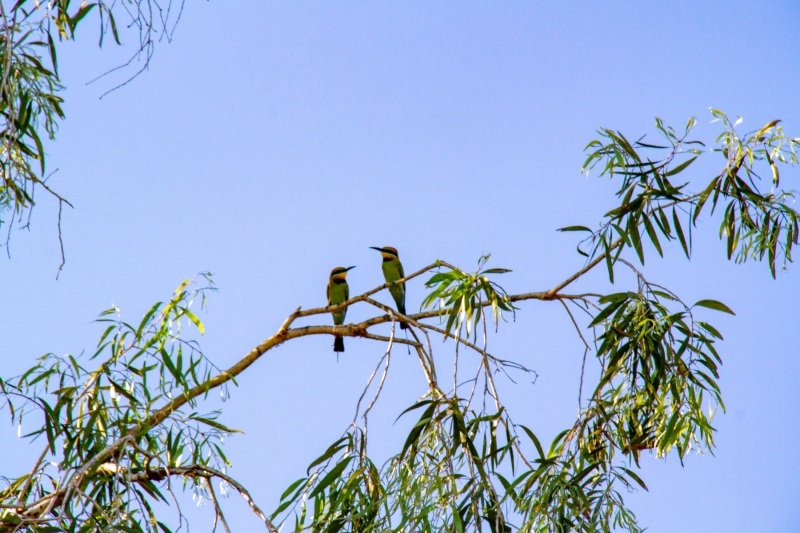 Rainbow bee-eaters, Yellow Water