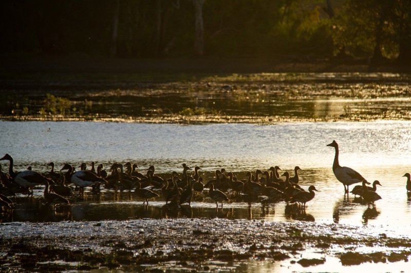 Magpie goose trying to fit in with some whistling ducks, Yellow Water