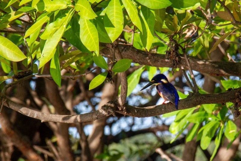 Azure kingfisher, Yellow w