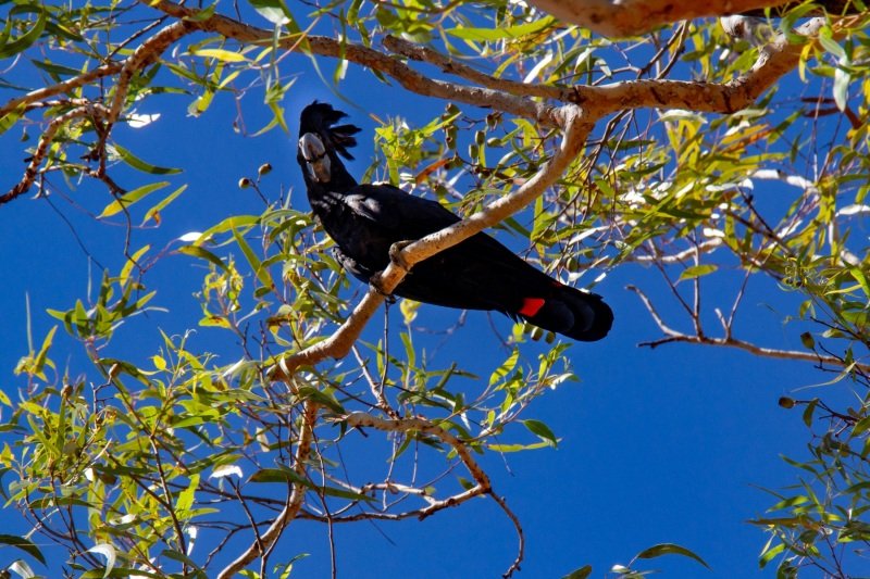 Red-tailed black cockatoo, Burrungkuy