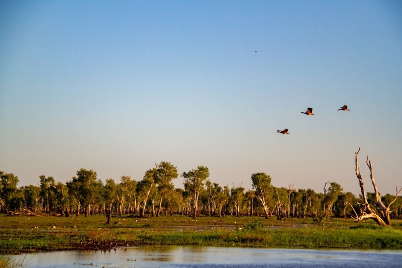 Whistling ducks in flight, Yellow Water