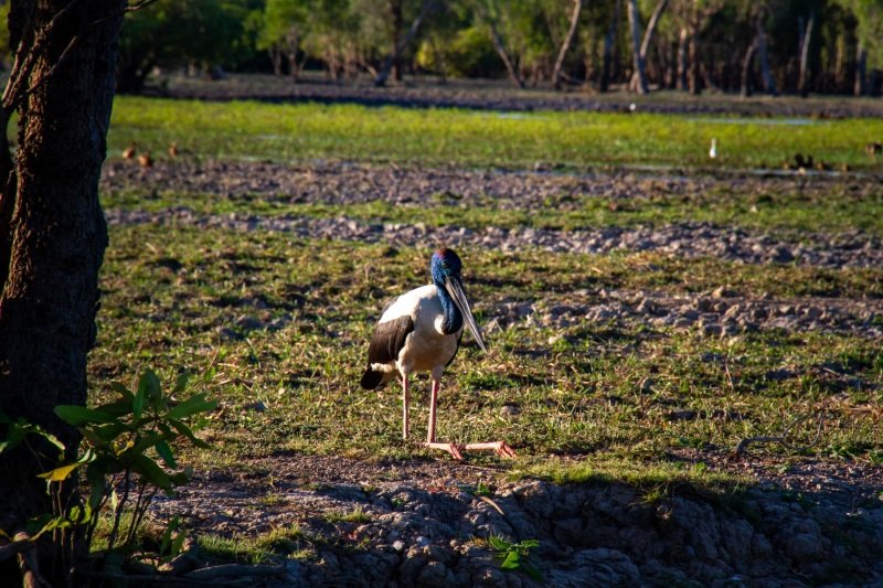 Jabiru contemplating its existence, Yellow Water
