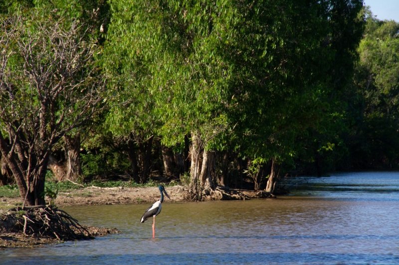 Jabiru, Yellow Water