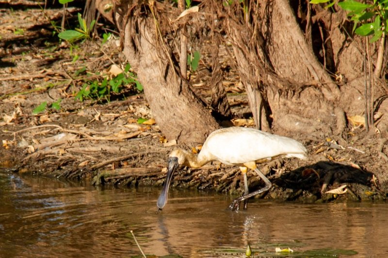Royal spoonbill, Yellow Water