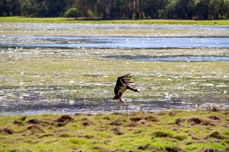 Magpie goose landing, Anbangbang