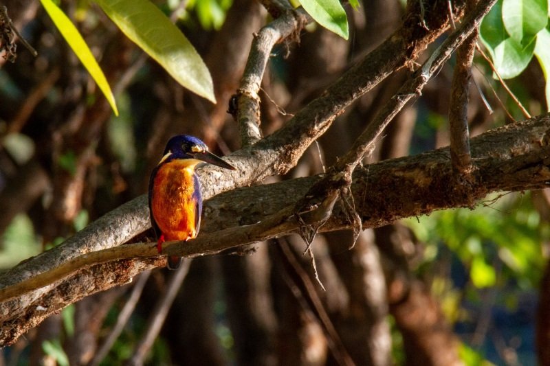 Azure kingfisher, Yellow w