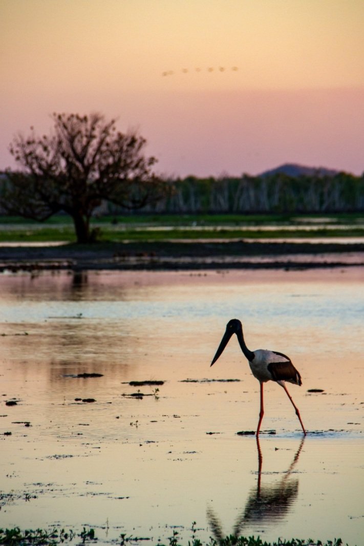 Sunset jabiru, Yellow Water
