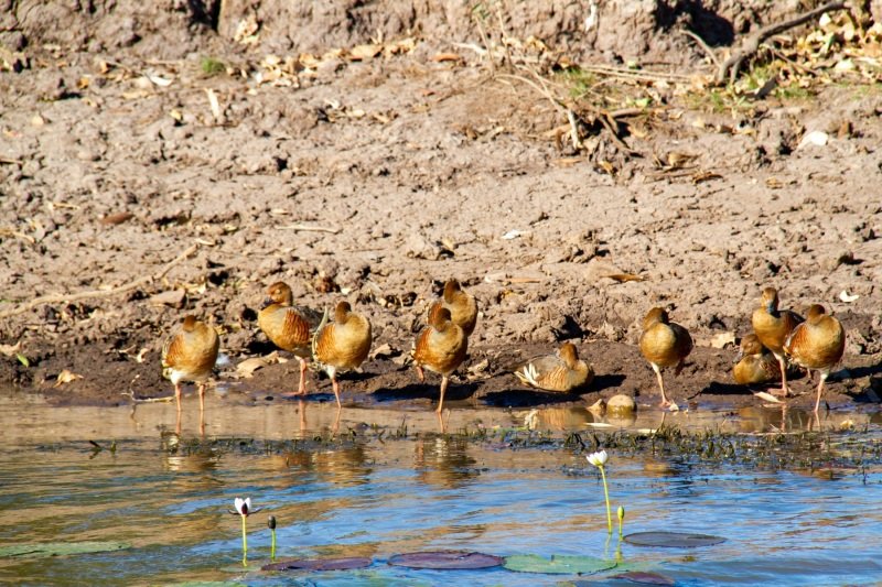 Plumed whistling ducks, Yellow Water